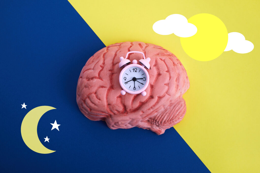 circadian clock on brain image